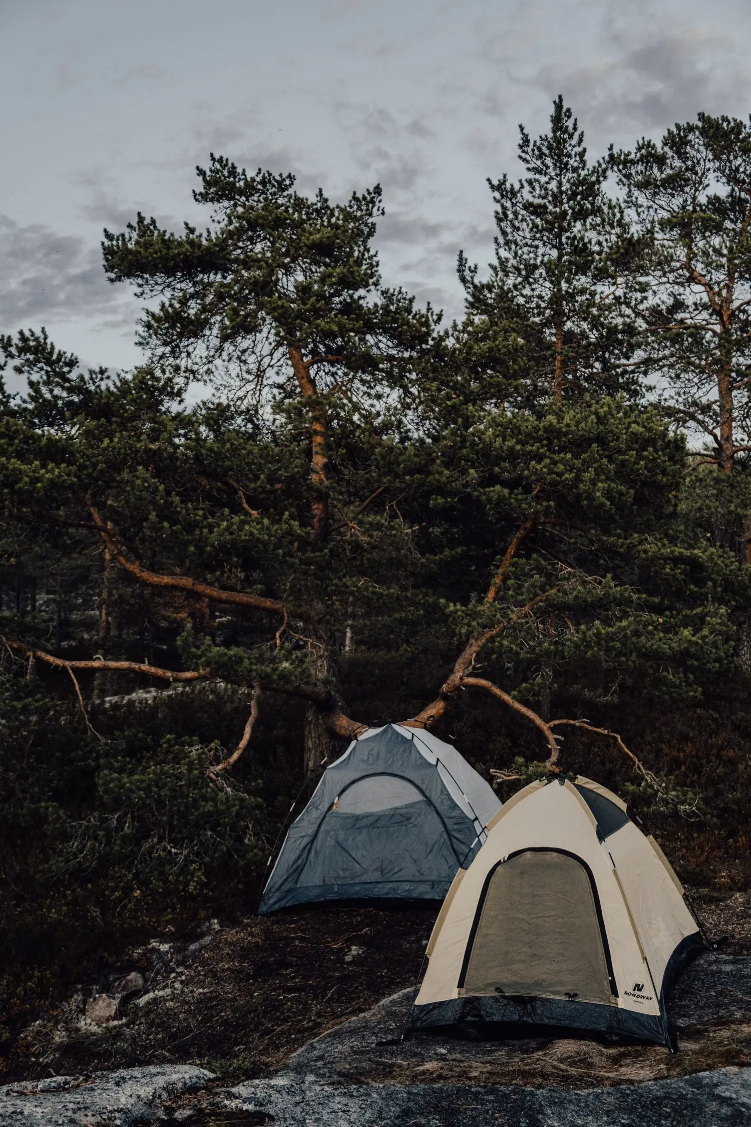 Retkitelttoja mäntymetsässä